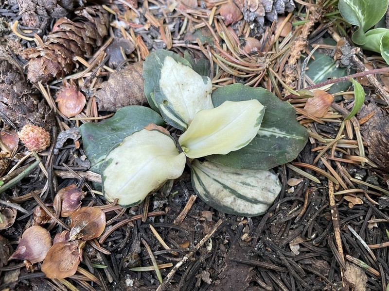 Western Rattlesnake Plantain photo 2