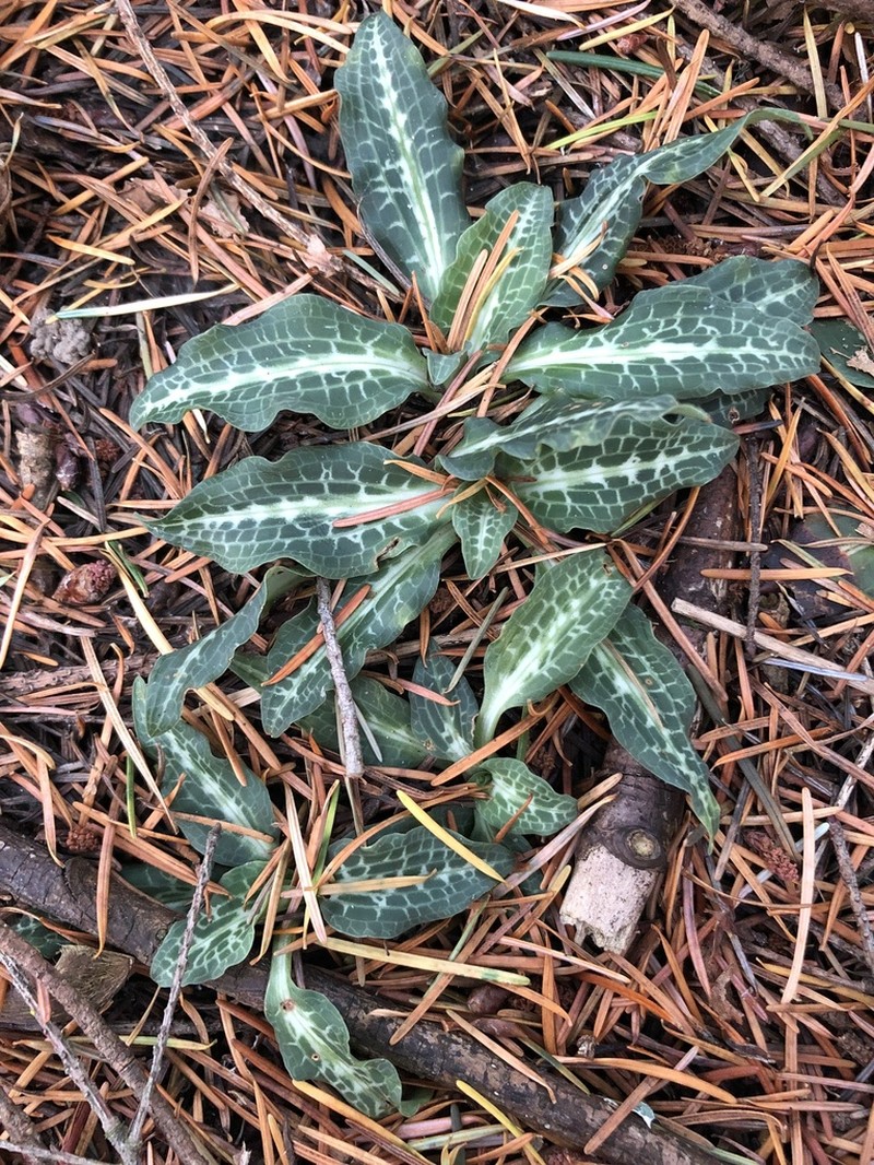 Western Rattlesnake Plantain photo 3