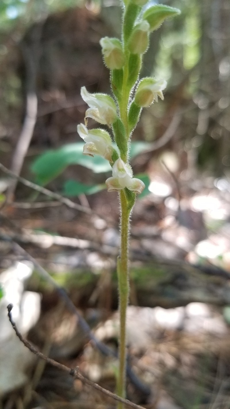 Western Rattlesnake Plantain photo 4