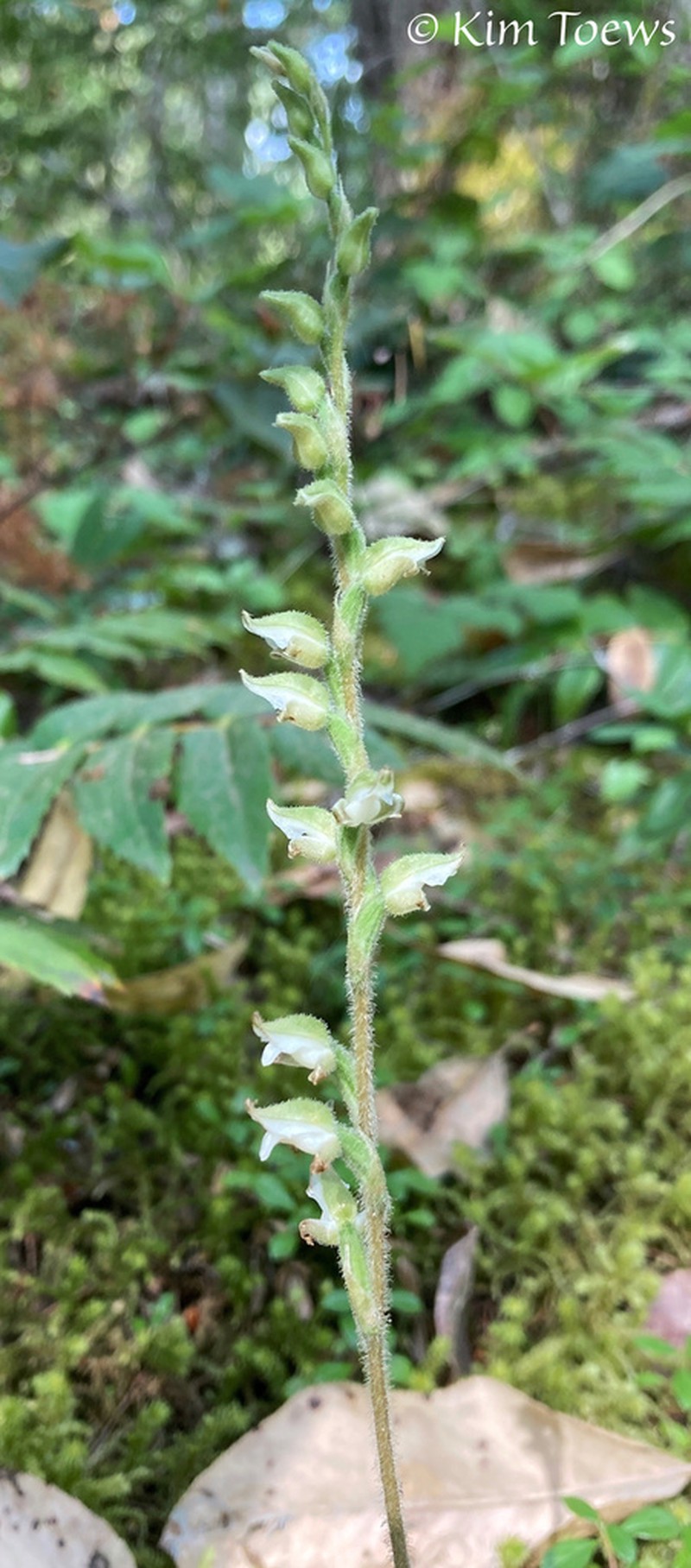 Western Rattlesnake Plantain photo 5