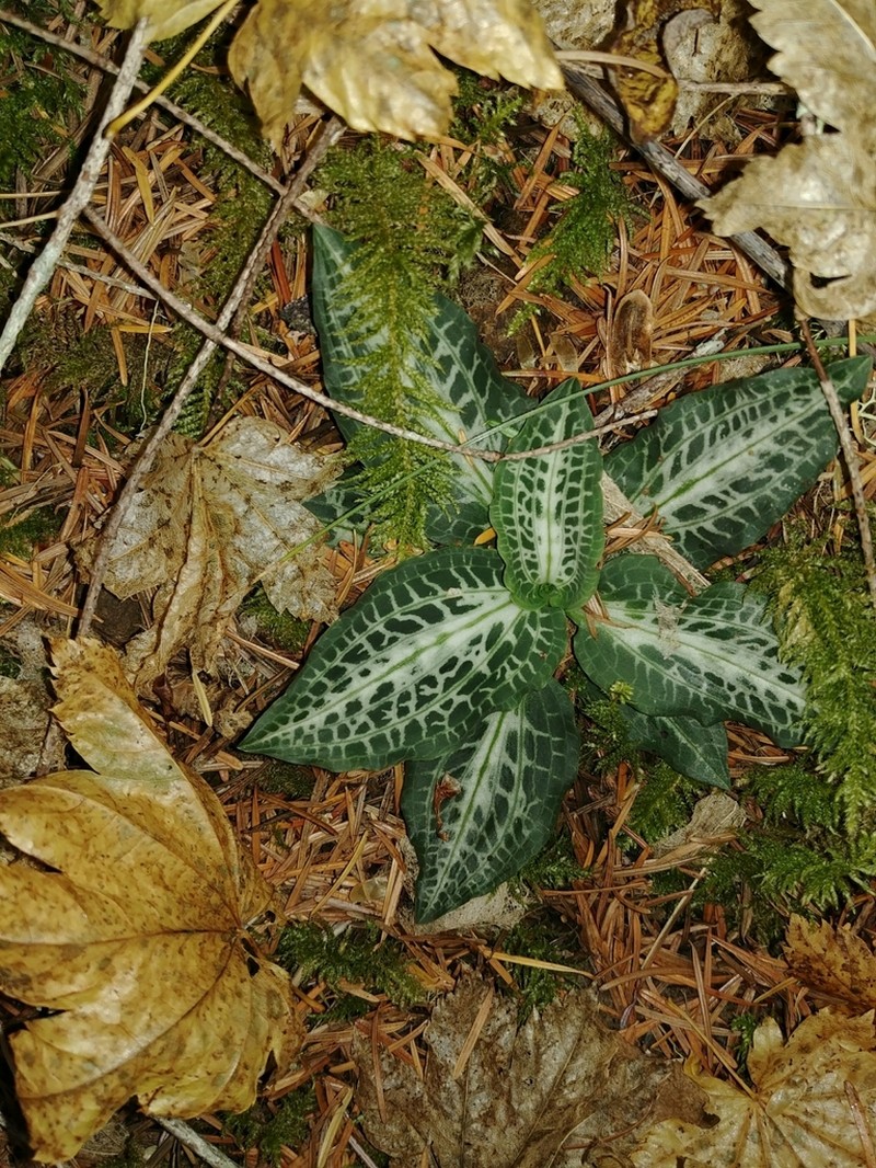 Western Rattlesnake Plantain photo 7