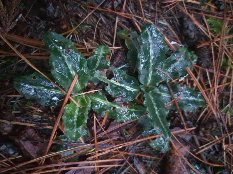 Western Rattlesnake Plantain photo 8