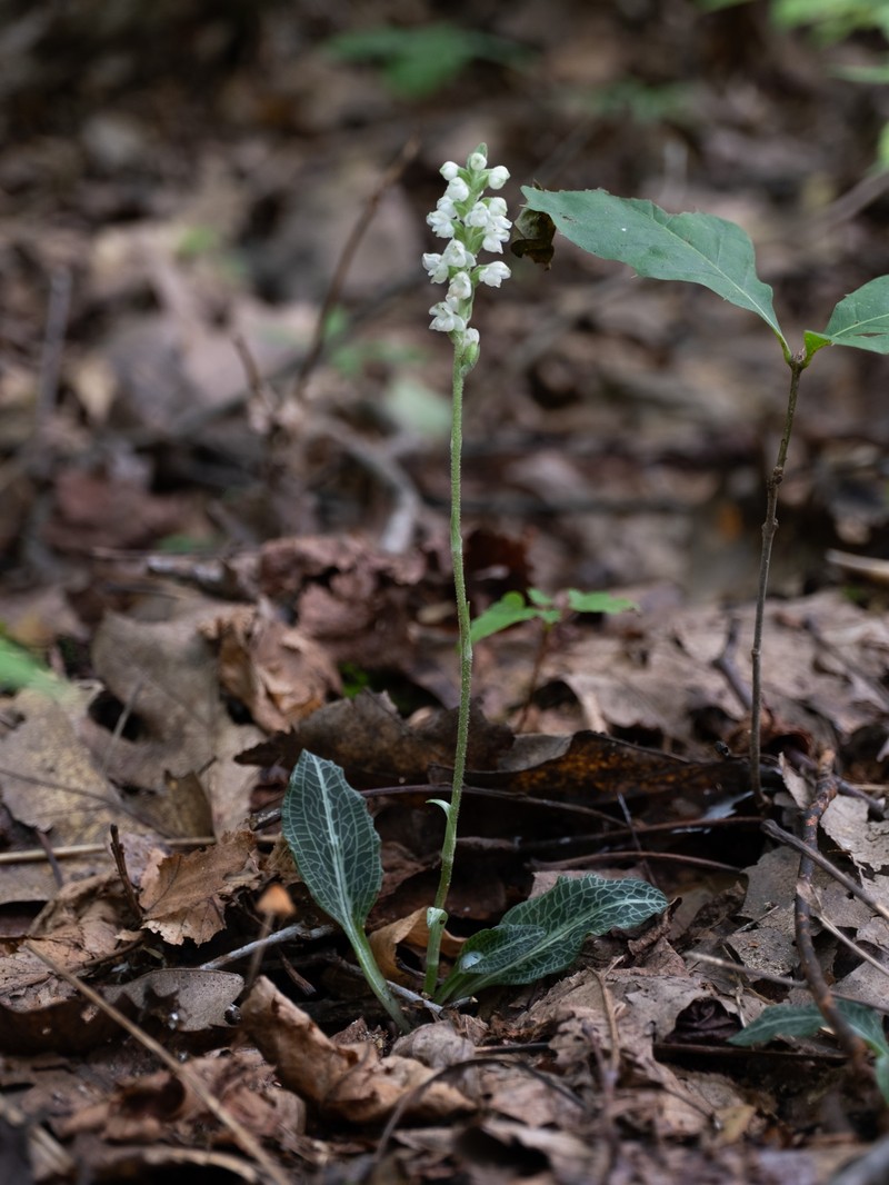 Downy Rattlesnake Plantain