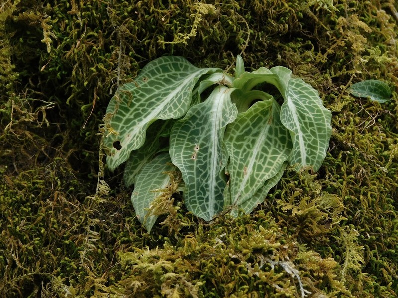 Downy Rattlesnake Plantain