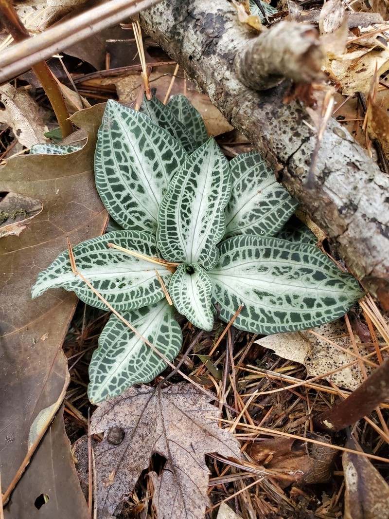 Downy Rattlesnake Plantain photo 2