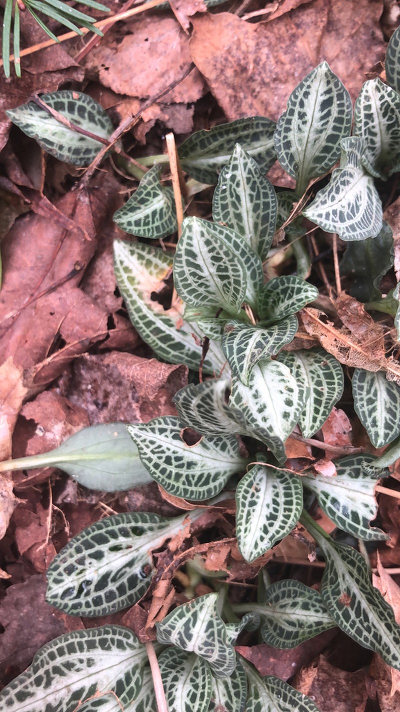Downy Rattlesnake Plantain photo 3