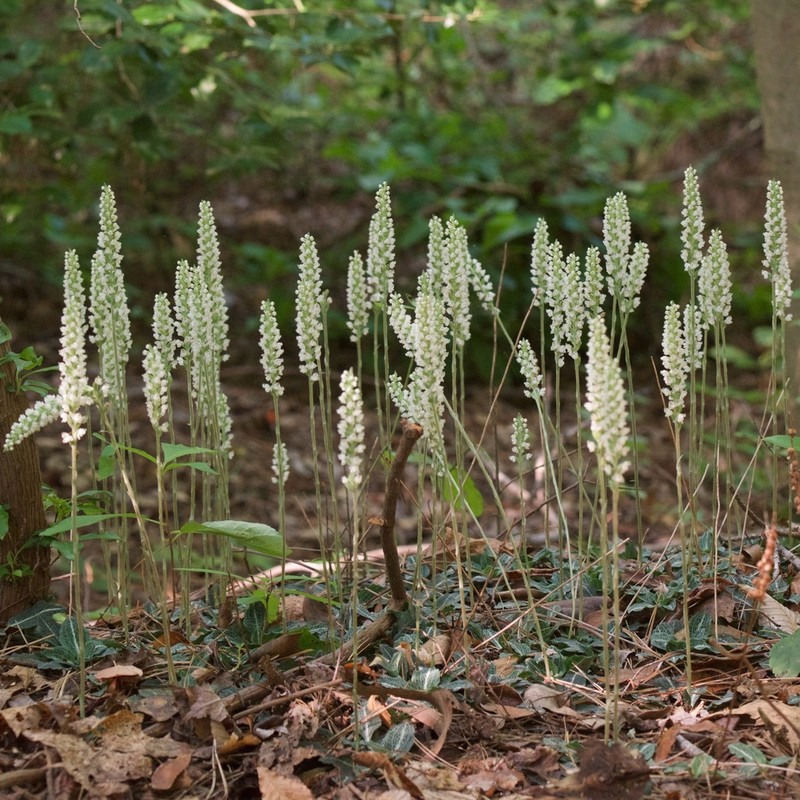 Downy Rattlesnake Plantain photo 4