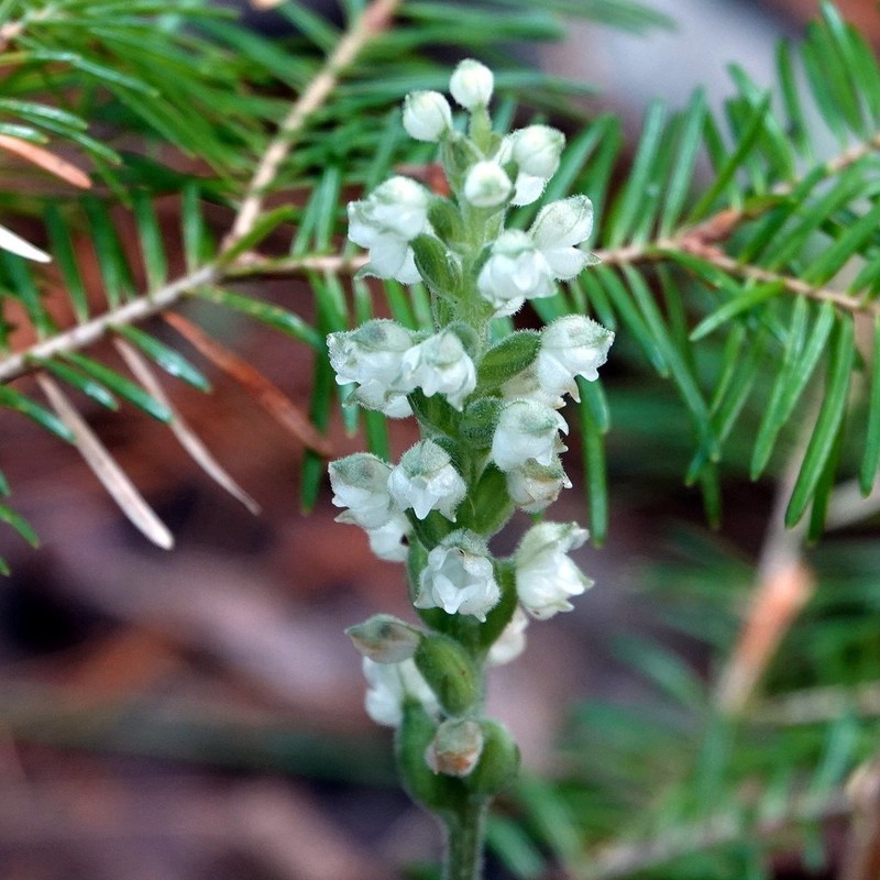 Downy Rattlesnake Plantain photo 5