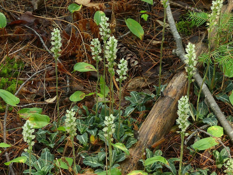 Downy Rattlesnake Plantain photo 6