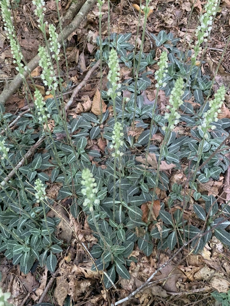 Downy Rattlesnake Plantain photo 7