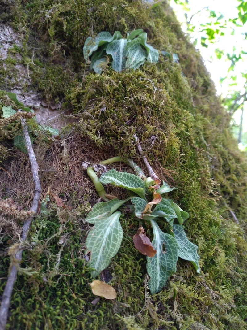 Downy Rattlesnake Plantain photo 8