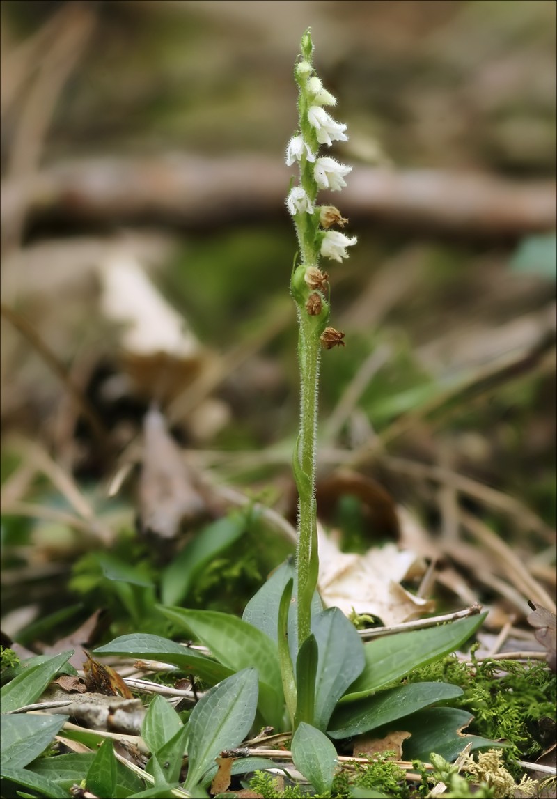 Lesser Rattlesnake Plantain