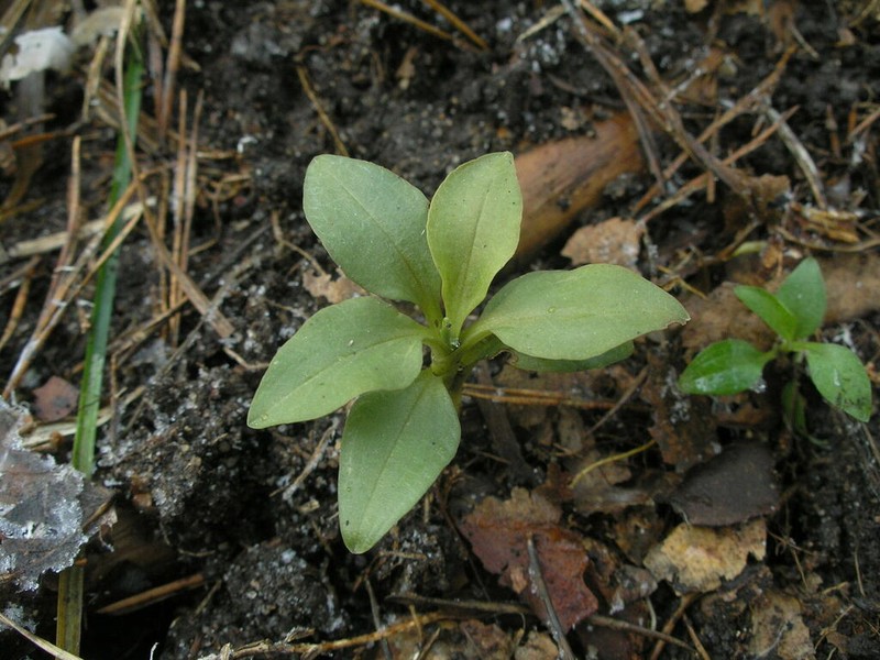 Lesser Rattlesnake Plantain