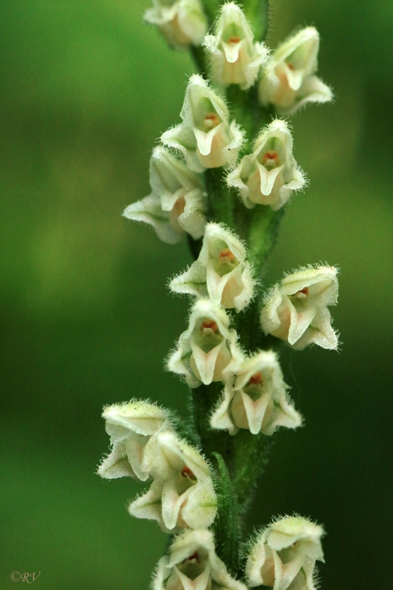 Lesser Rattlesnake Plantain photo 2