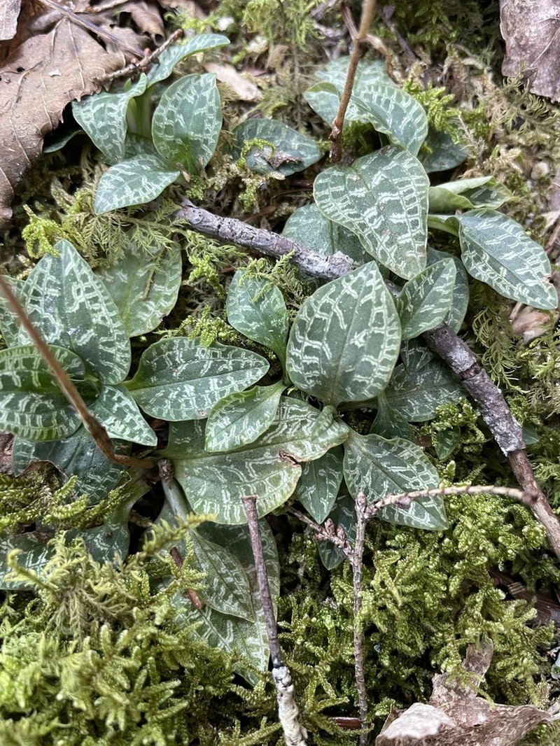 Lesser Rattlesnake Plantain photo 3