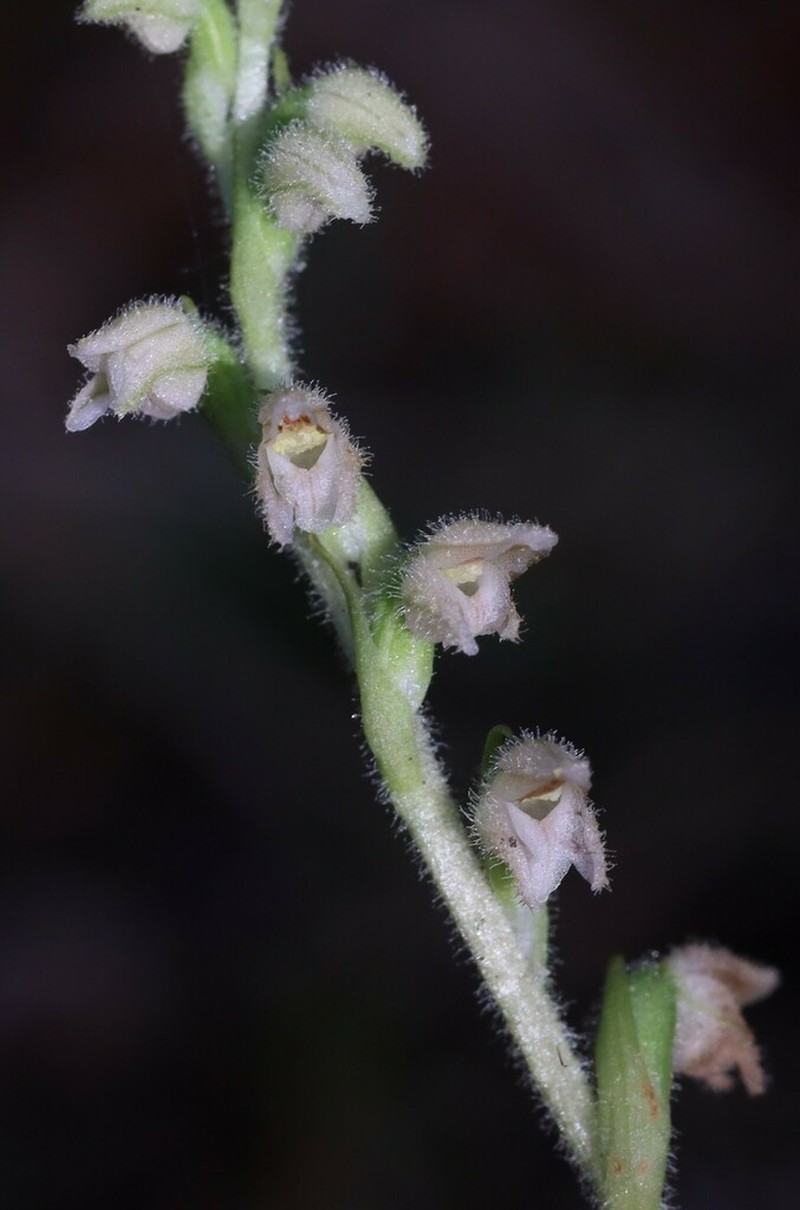 Lesser Rattlesnake Plantain photo 4