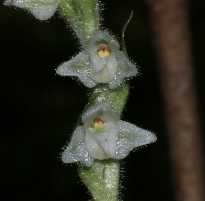 Lesser Rattlesnake Plantain photo 5