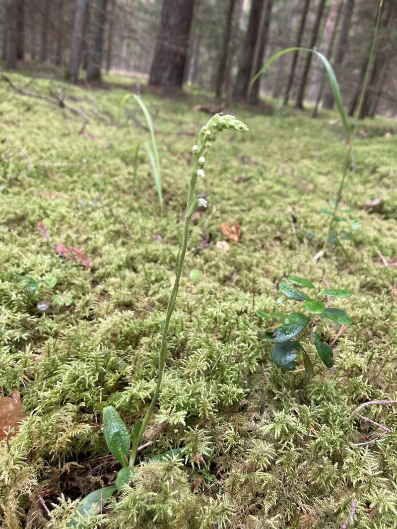 Lesser Rattlesnake Plantain photo 6