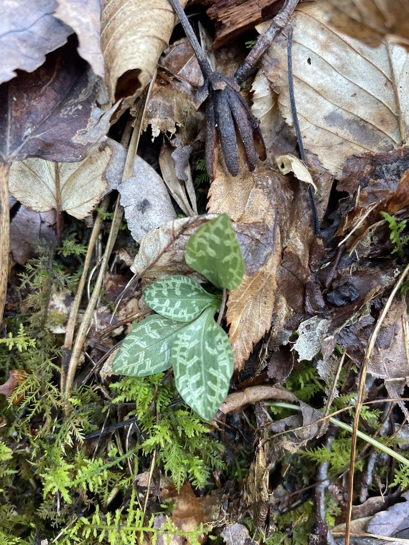 Lesser Rattlesnake Plantain photo 7