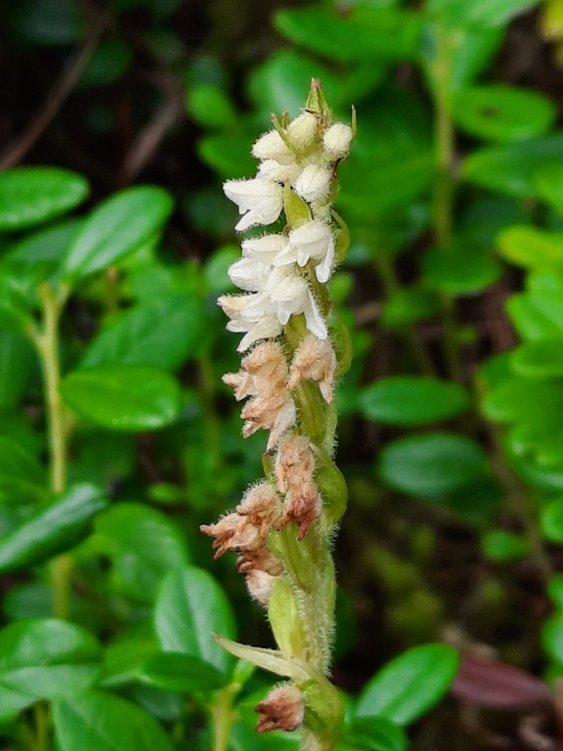 Lesser Rattlesnake Plantain photo 8