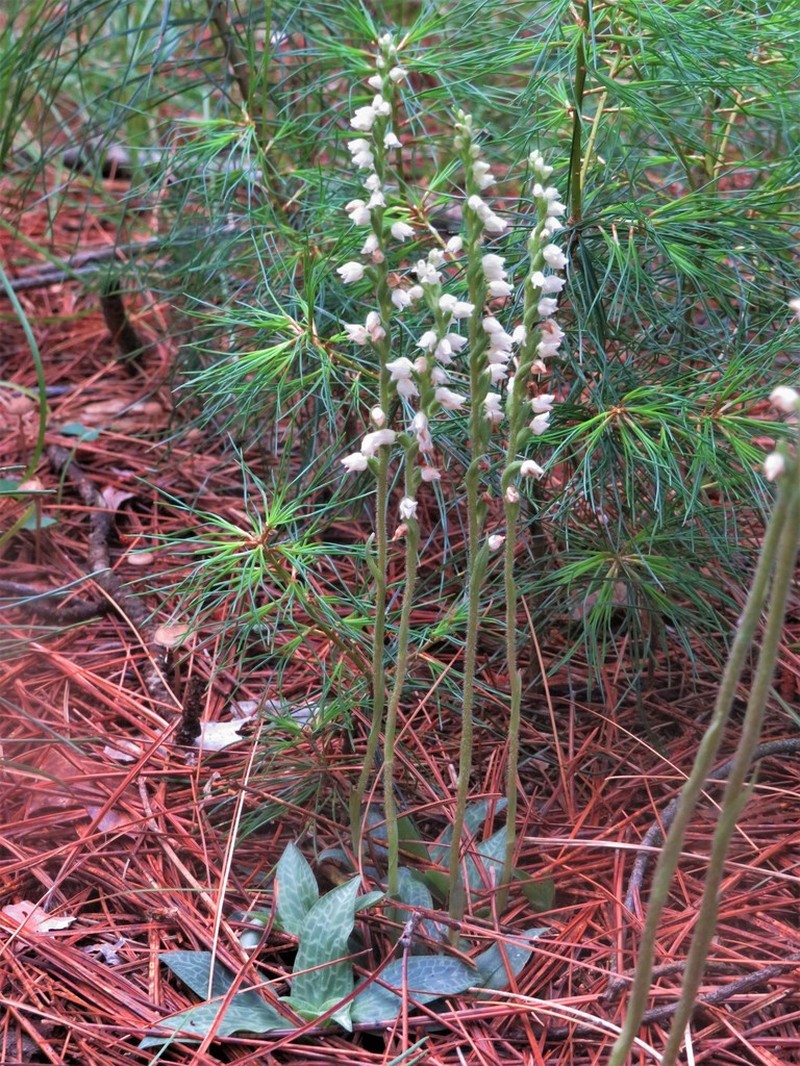 Checkered Rattlesnake Plantain