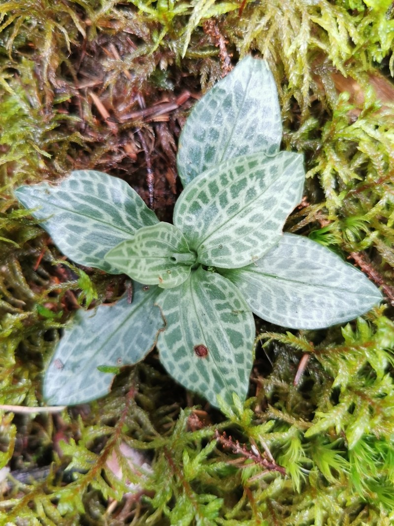 Checkered Rattlesnake Plantain photo 2