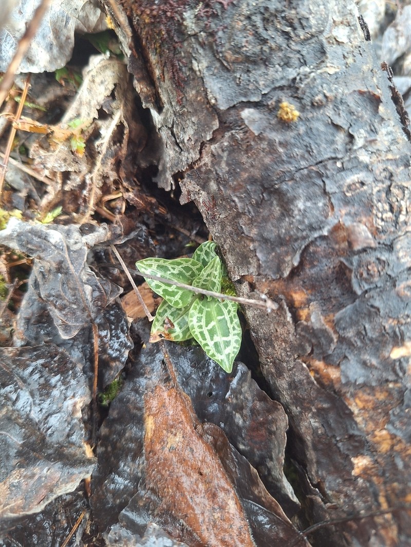 Checkered Rattlesnake Plantain photo 3
