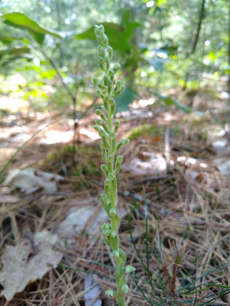 Checkered Rattlesnake Plantain photo 4