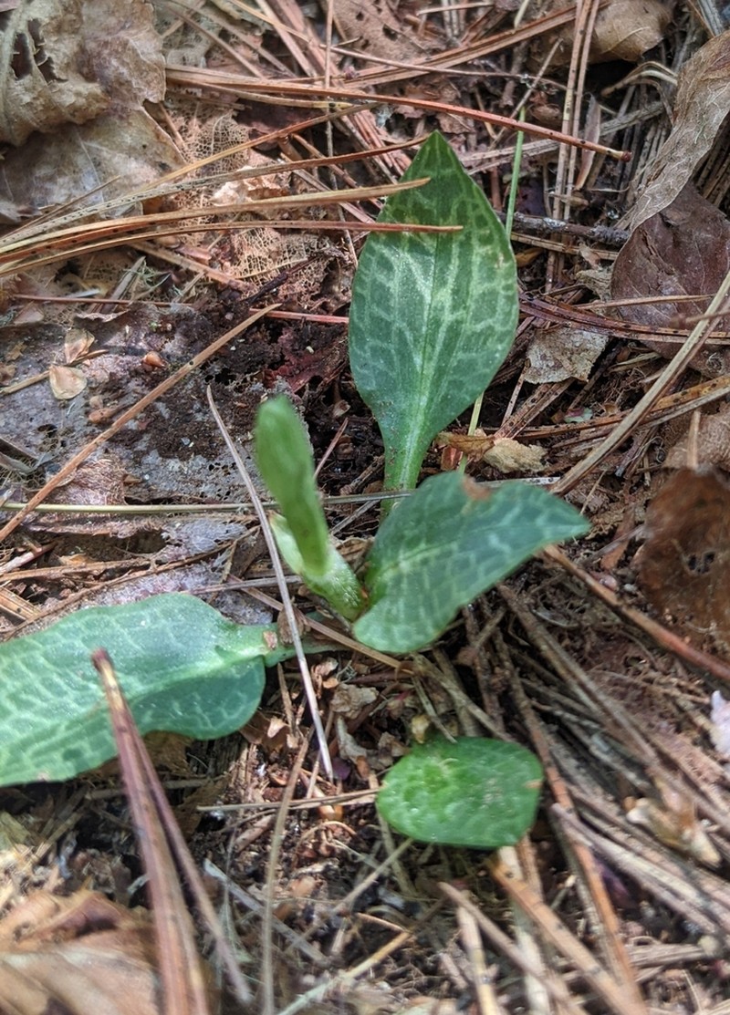 Checkered Rattlesnake Plantain photo 5