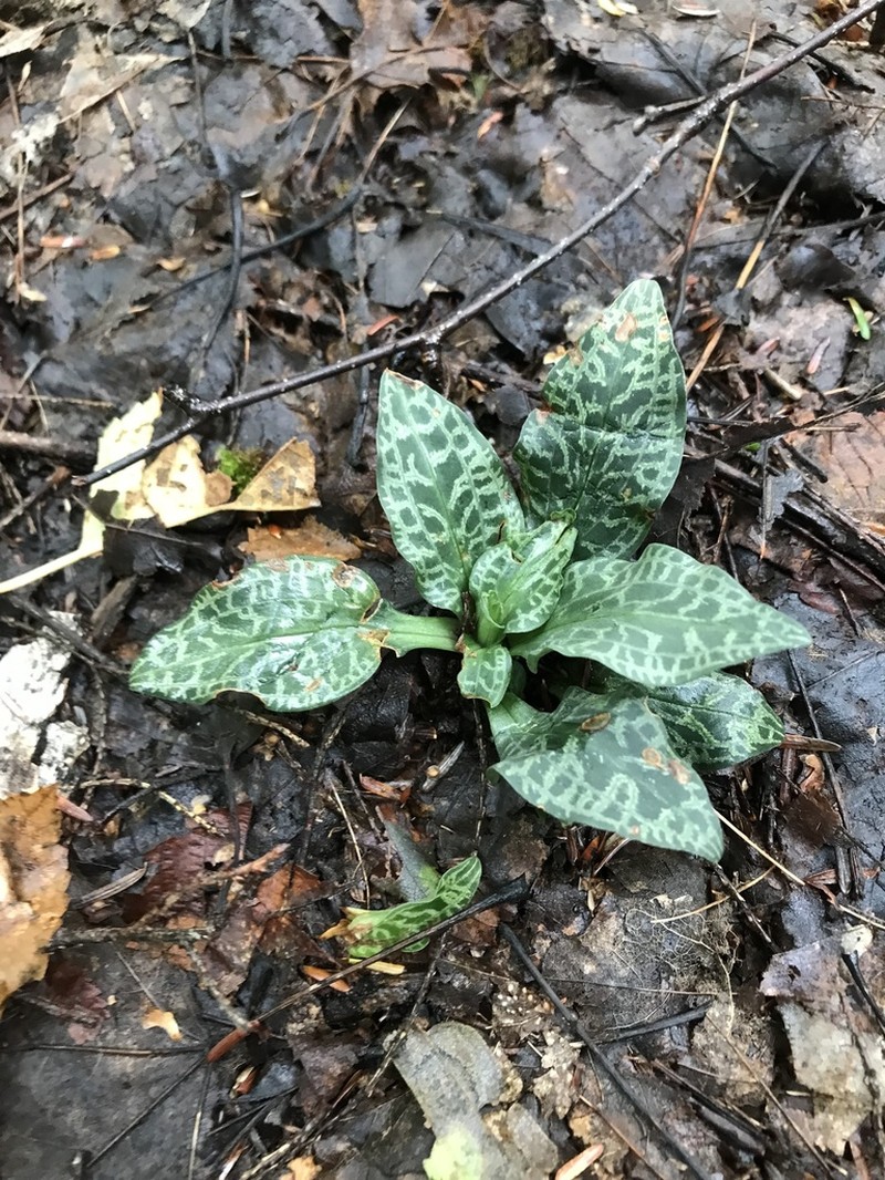 Checkered Rattlesnake Plantain photo 6