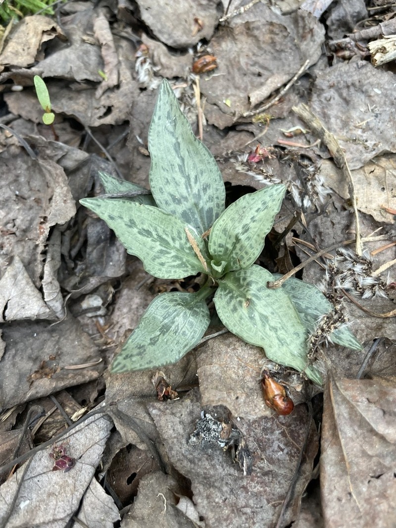Checkered Rattlesnake Plantain photo 7