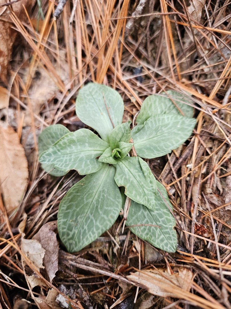 Checkered Rattlesnake Plantain photo 8