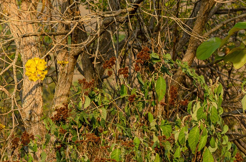 Gorceixia decurrens