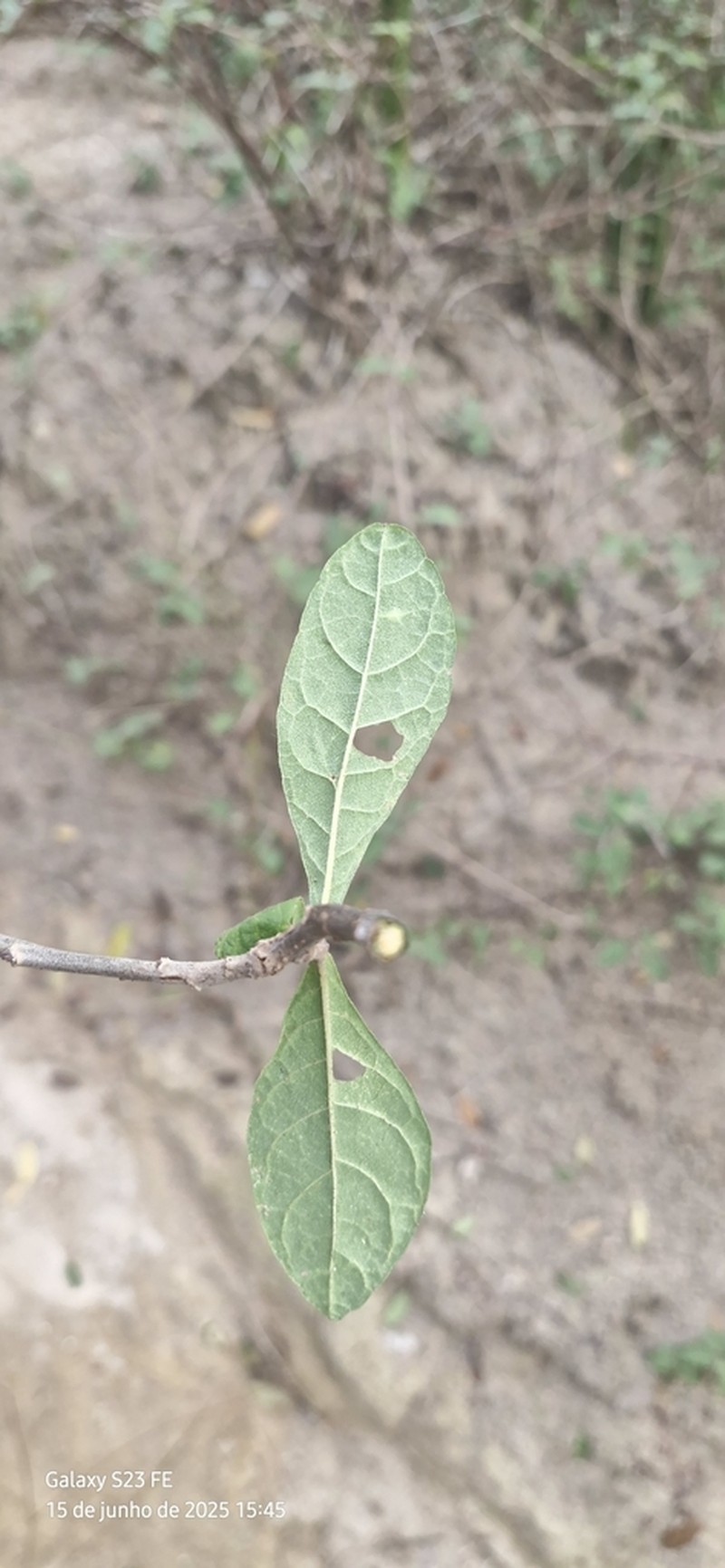 Gorceixia decurrens photo 2