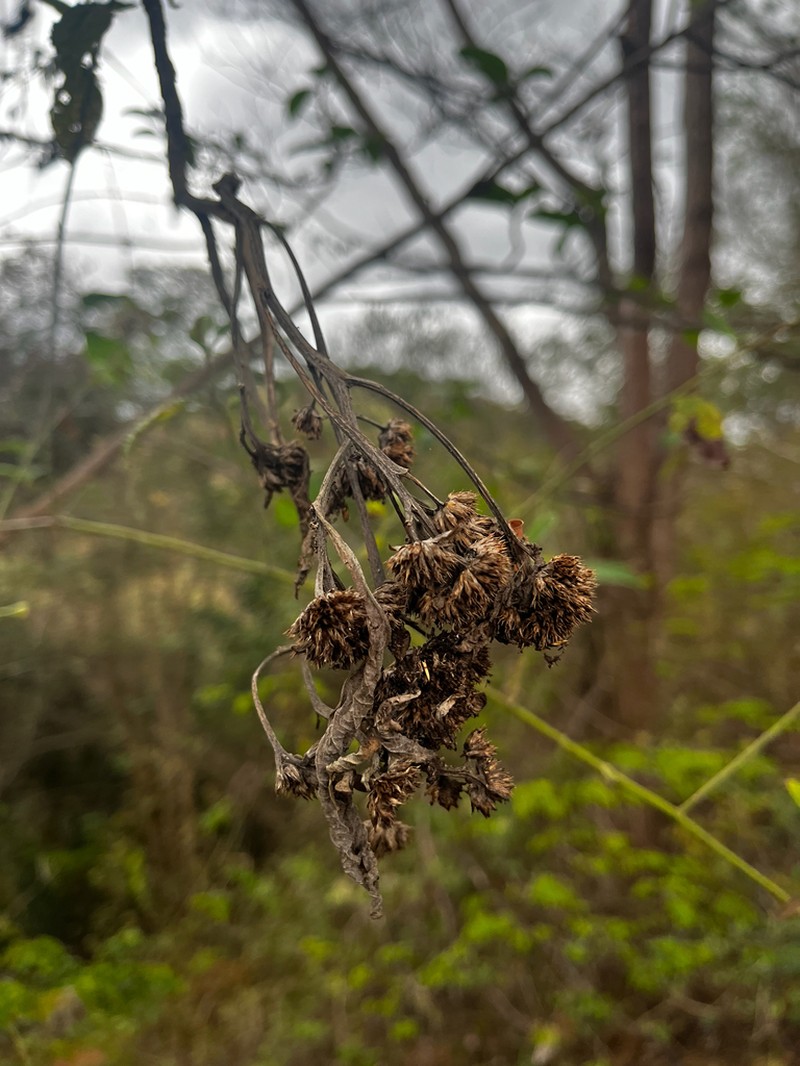 Gorceixia decurrens photo 5