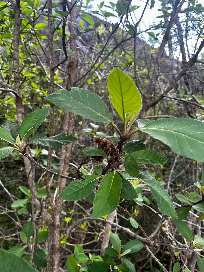 Gorceixia decurrens photo 7