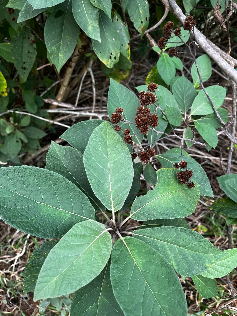 Gorceixia decurrens photo 8