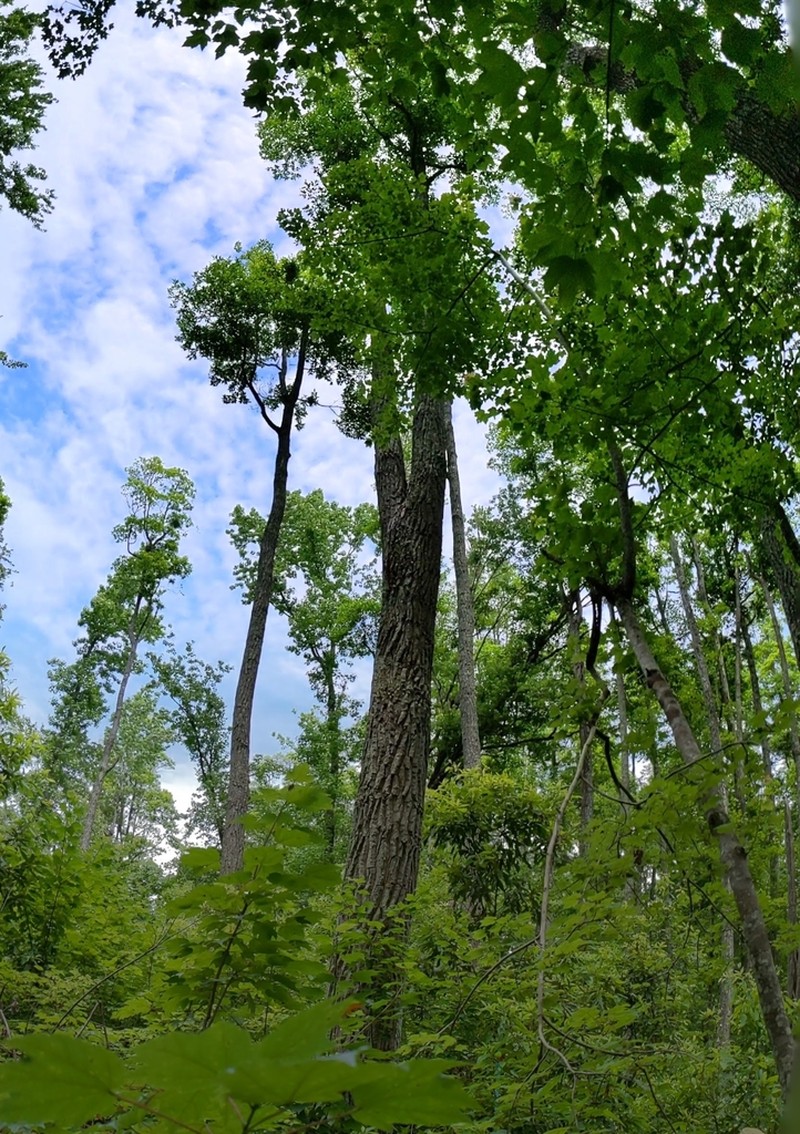 Loblolly Bay photo 2