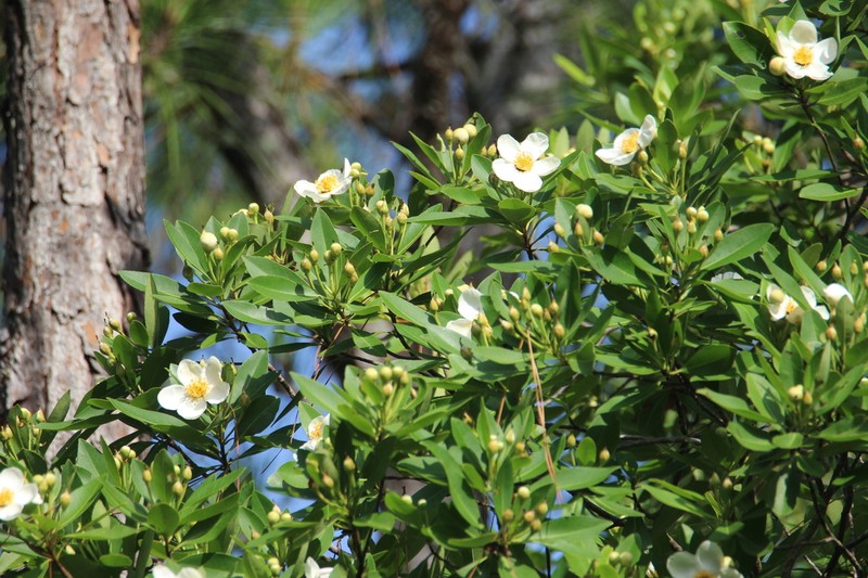 Loblolly Bay photo 5