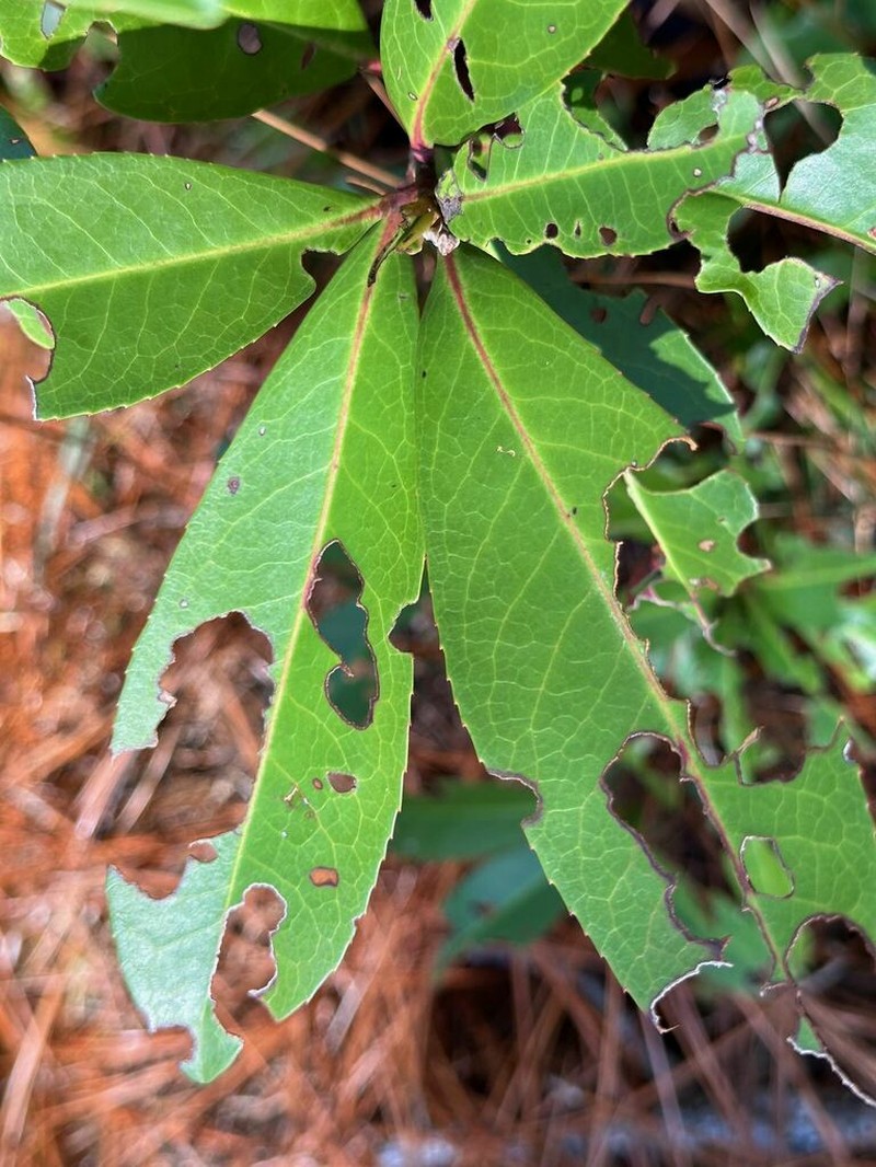 Loblolly Bay photo 7