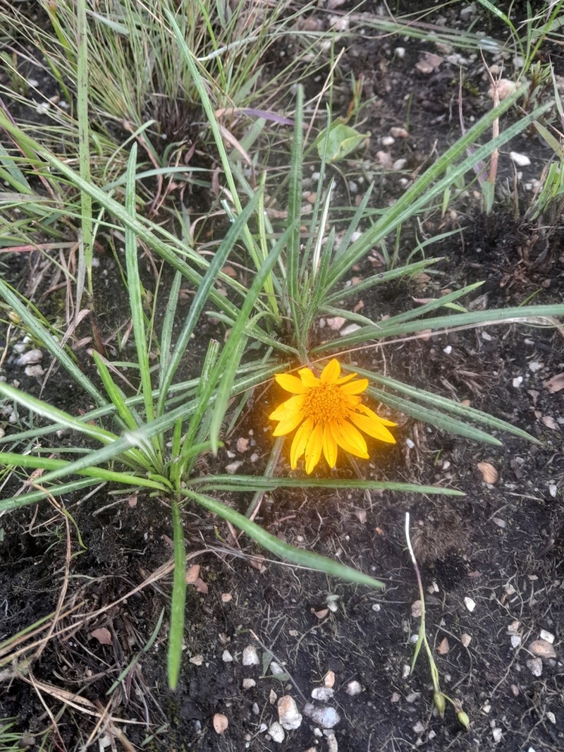 Gorteria angustifolia photo 2