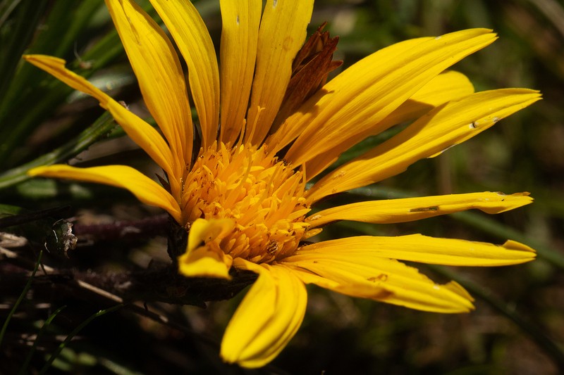 Gorteria angustifolia photo 3