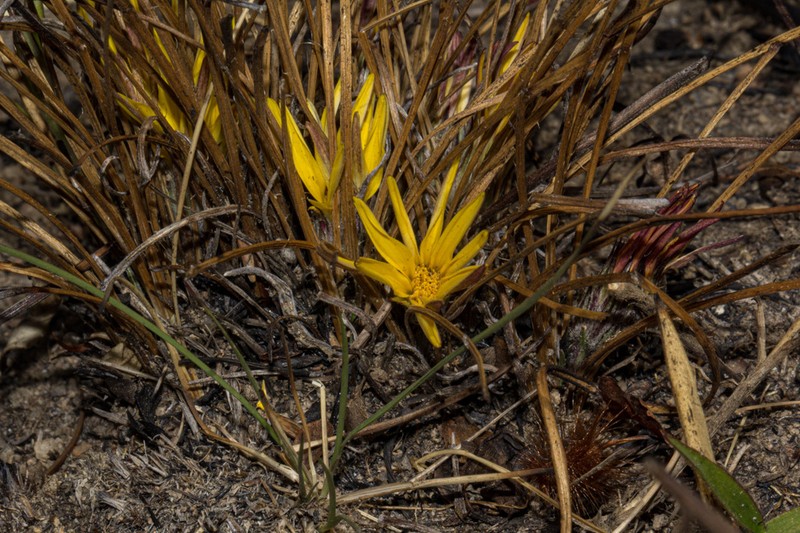 Gorteria angustifolia photo 4