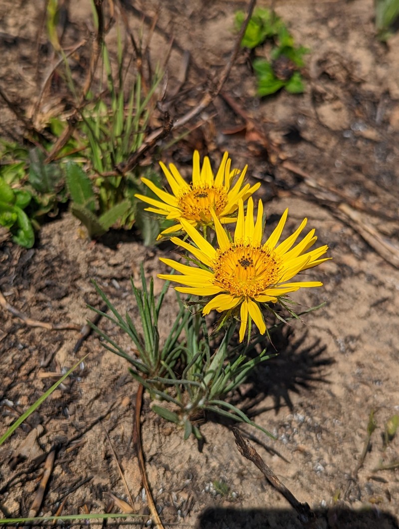 Gorteria angustifolia photo 5