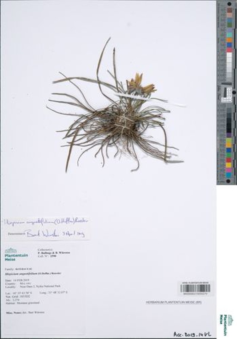 Gorteria angustifolia photo 6