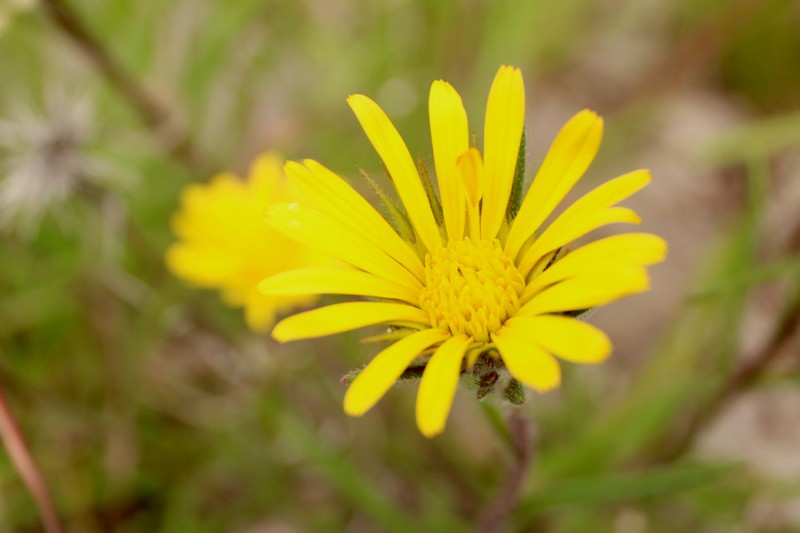 Gorteria antunesii