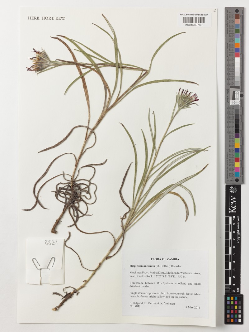 Gorteria antunesii photo 2