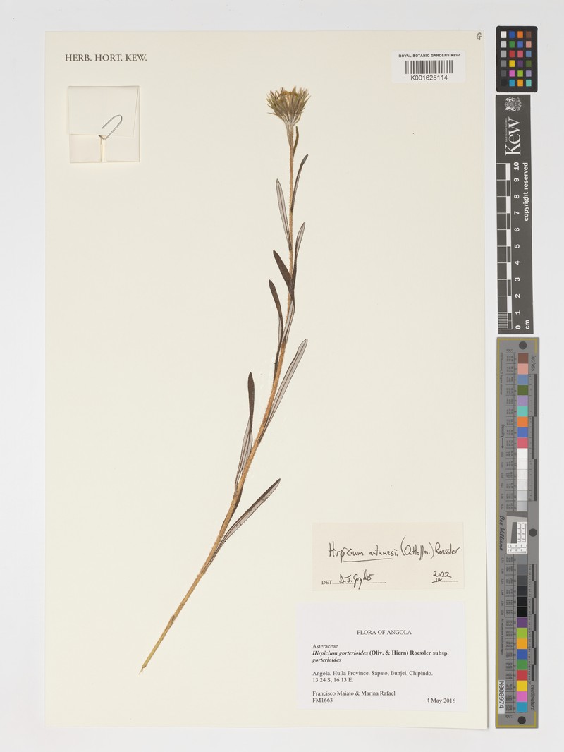 Gorteria antunesii photo 3