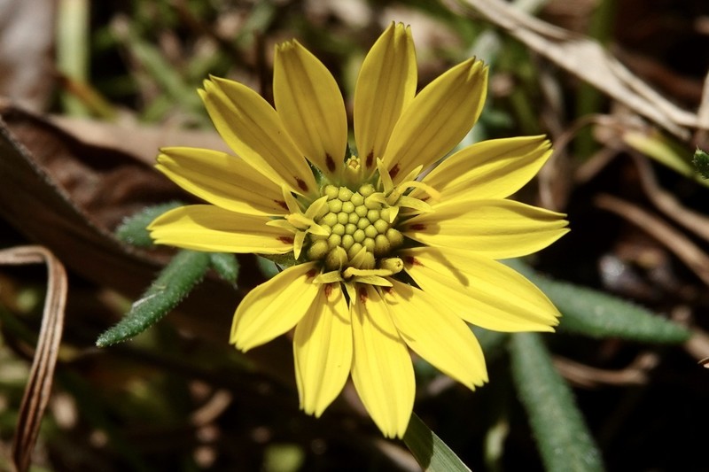 Gorteria beguinotii