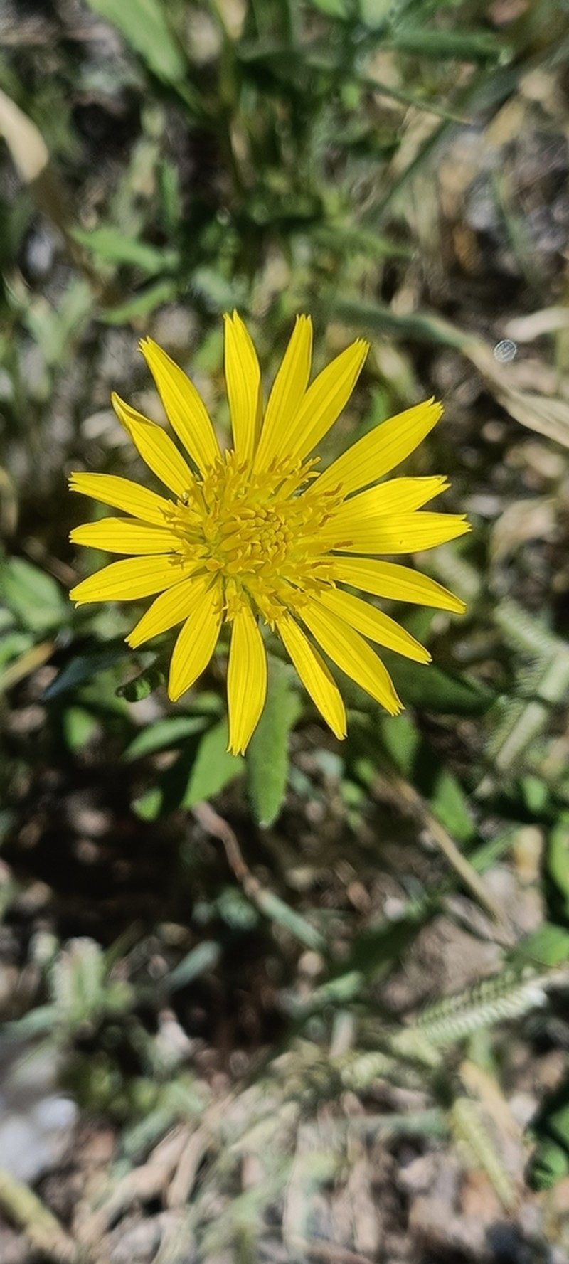Gorteria beguinotii photo 3